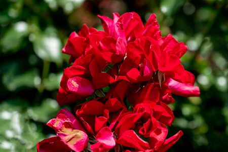 colourful close up of red apache rose heads with bokeh background and detailed petalsの写真素材