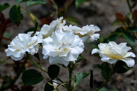 colourful close up of several  white class act floribunda rose heads with bokeh background and detailed petalsの写真素材