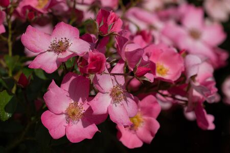 colourful close up of several pink fortuna rose heads with bokeh background and detailed petalsの写真素材