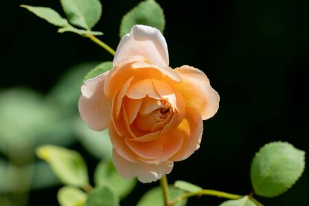 colourful close up of a single  yellow and white the clipper      rose flower head with bokeh...