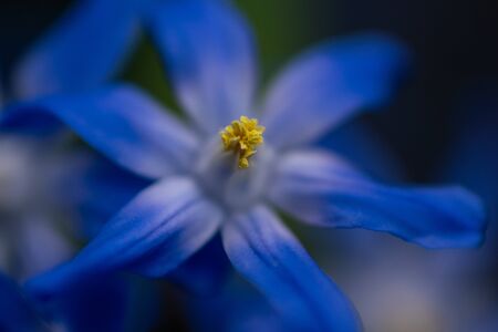 detailed macro close up of blue squill (scilla)  flowers with yellow pistilsの写真素材