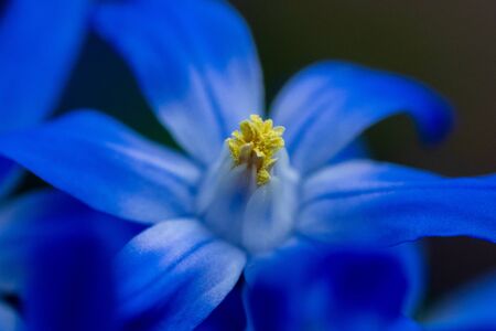 detailed macro close up of blue squill (scilla)  flowers with yellow pistilsの写真素材