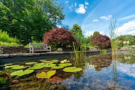 formal rectangular walled garden pond with water lilies and lily pads and a park bench and red acer in the backgroundの写真素材