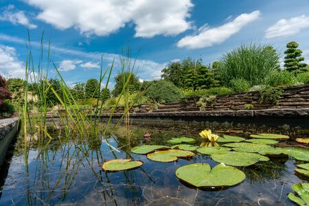 formal rectangular walled garden pond with water lilies and lily padsの写真素材