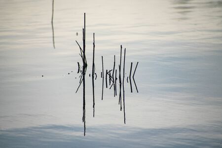 minimalistic shot of some reed stalks in a pond with reflections on the water surfaceの写真素材