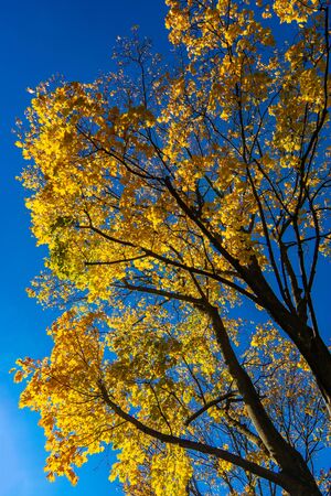 Tree with colourful yellow leaves against a clear blue sky in autumnの写真素材