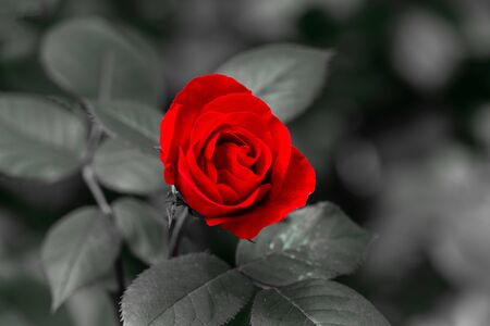 Single red rose flower head with a monochrome grey background