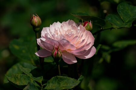 Close up of a pinkの写真素材