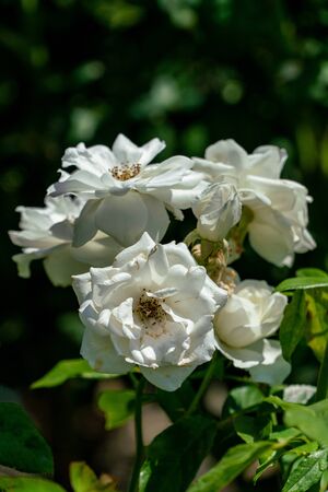 Close up of several white floribundaの写真素材