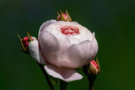 Close up of a pinkの写真素材