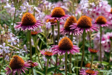 Close up of beautiful purple cone flowers (echinacea) with phloxes in the backgroundの写真素材