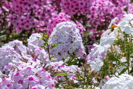Three colours of white and pink phloxes in full bloom  in a summer garden