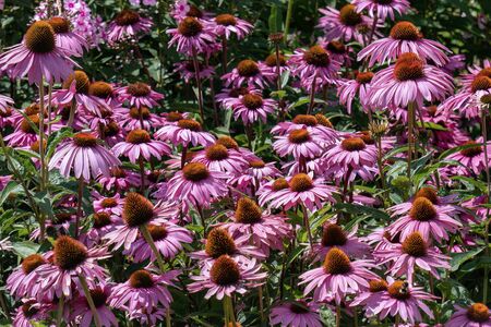 Summer flower bed with purple coneflowers (echinacea) in bright sunshineの写真素材