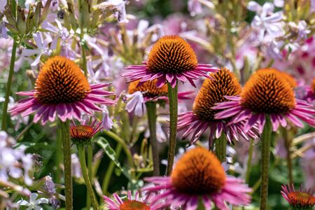 Close up of beautiful purple cone flowers (echinacea) with phloxes in the backgroundの写真素材