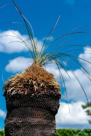 Close up of a grass tree (Xanthorrhoea) in bright sunshine with a blue skyの写真素材