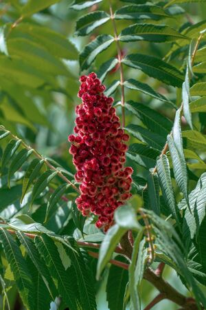 Close up of a red blooming ear of a staghorn sumac (rhus typhina hirta) in bright sunshine in summerの写真素材