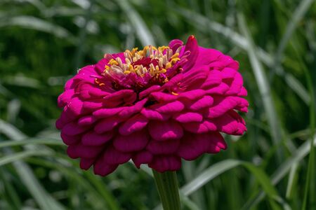 close up of a purple zinnia flower head (zinnia violacea)の写真素材