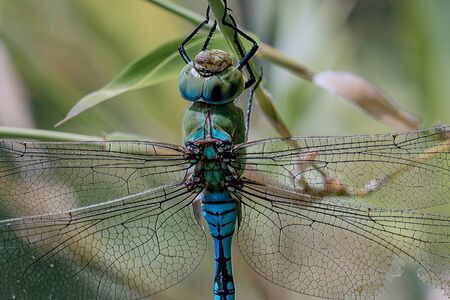 Close up of a blue emporer drangonfly (anax imperator)の写真素材