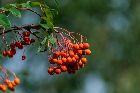 Detailed close up of orange rowan tree (sorbus) berries with a blurry bokeh backgroundの写真素材