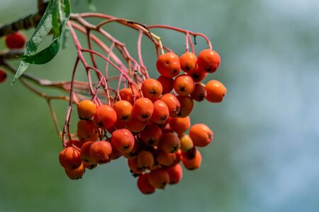 Detailed close up of orange rowan tree (sorbus) berries with a blurry bokeh backgroundの写真素材