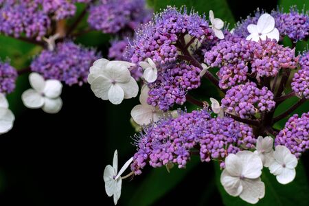 close up of a blooming purple Hydrangea sargentianaの写真素材