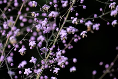 Detailed macro close up of pink coloured Gypsophila paniculata with a black backgroundの写真素材