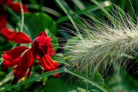 Colourful close up of a blooming ornamental grass in combination with a red sage (salvia)の写真素材