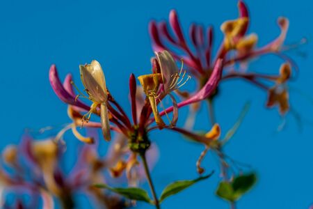 Colourful close up of a red honeysuckle flower blooming showing detailed pistilsの写真素材