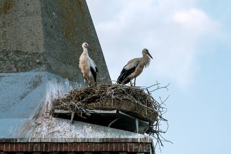 Close up of the stork couple in it's nest on the roof of Guelpe (Havelaue) church towerの写真素材