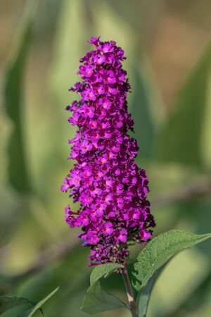 Close up of an upright purple butterfly bush (buddleja davidii) flower umbel in bright sunshine...