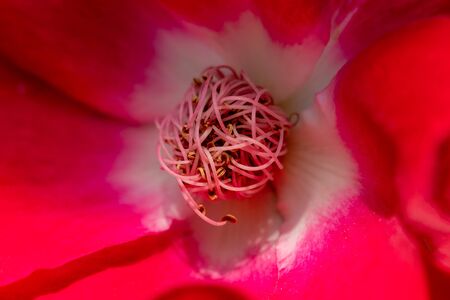 Detailed macro close up of the pistils and stems of a red german climbing rose called Dortmund