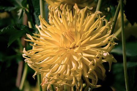 Detailed close up of a yellow cactus dahlia Golden Explosion in bright sunshine with a bokeh backgroundの写真素材