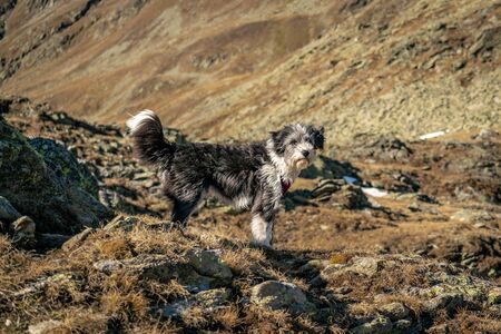 Portrait of a fluffy black and white dog high up on a mountain at the Timmelsjoch alpine pass with the Texel group mountains in the backgroundの写真素材