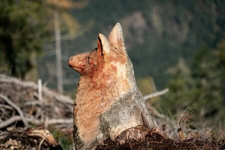 Sunny close up of a wood carving of a fox made out of a tree trunk still in its place in a forest...