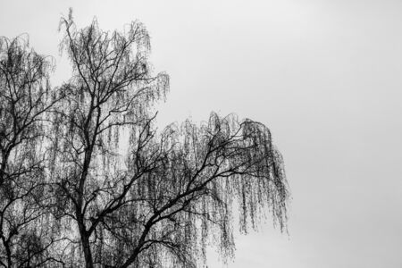 Black and white moody picture of a birch (betula pendula) in winter with blank space for textの写真素材