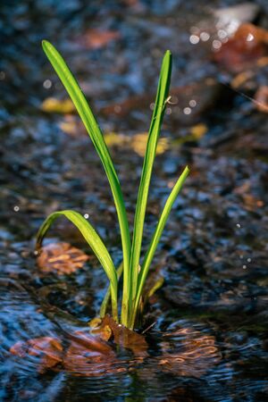 A bright green waterplant growing in a small stream in bright sunshine with bokeh backgroundの写真素材