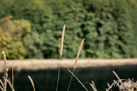Two blooming grass panicles rising high in front of a field on a bright sunny day
