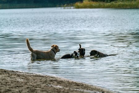 Four dogs playing together in the water of Lake Grunewald in Berlinの写真素材
