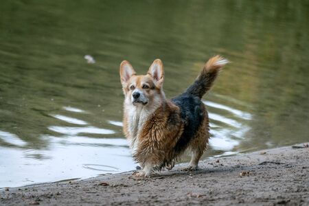 A small alert dog with pointy ears posing at the beach of Lake Grunewald in Berlin