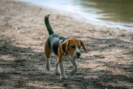 A Beagle like dog walking on the beach at Lake Grunewald in Berlin