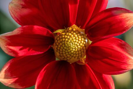 Detailed macro shot of a red and yellow coloured dahlia flower in bright sunshineの写真素材