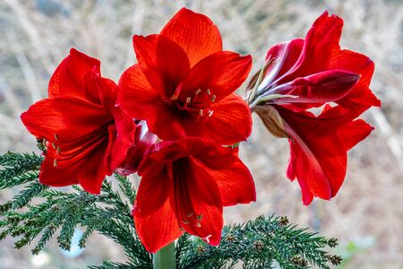 Detailed close up of red amaryllis (hippeastrum)  flowers showing details like pistils and pollenの写真素材