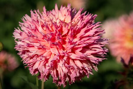 Detailed close up of a pink and yellowの写真素材