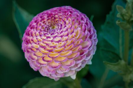 Detailed  close up of a pink and yellow "Hapet Compo" pompon dahlia flower in bright sunshineの写真素材