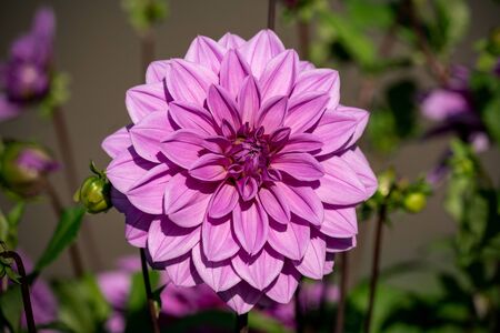 Detailed close up of a beautiful pinkの写真素材