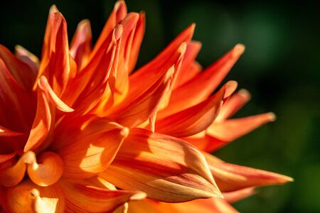 Detailed macro shot of a red and orange coloured dahlia flower in bright sunshineの写真素材