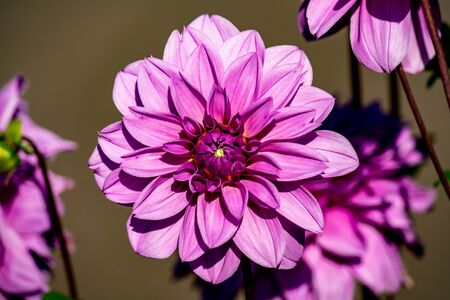 Detailed close up of a beautiful pinkの写真素材
