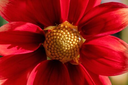 Detailed macro shot of a red and yellow coloured dahlia flower in bright sunshineの写真素材
