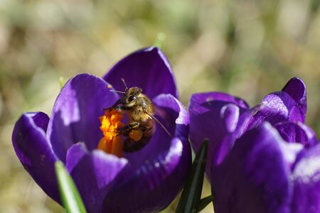 Springtime - macroshot of a a bee collecting pollen on a purple crocus in bright sunshineの写真素材