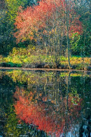 Reflections of red and yellow coloured foliage of a tree on the surface of a lakeの写真素材